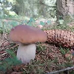 Nad Jeziorem, Lodka, Kajak *