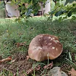 Nad Jeziorem, Lodka, Kajak * Zalewo (Ostroda)