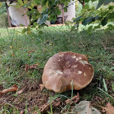 Nad Jeziorem, Lodka, Kajak * Zalewo (Ostroda)