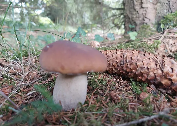 Nad Jeziorem, Lodka, Kajak *